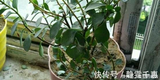 明亮处|养花烂根了,全扔掉?别,一个小方法立马满血复活