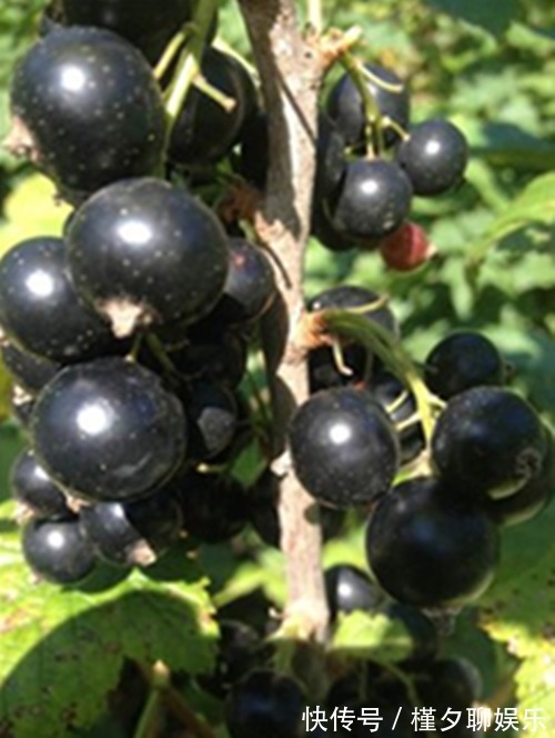 手脚冰凉|女性晚上当零食吃，坚持半月，色斑淡了，皱纹没了，远离手脚冰凉