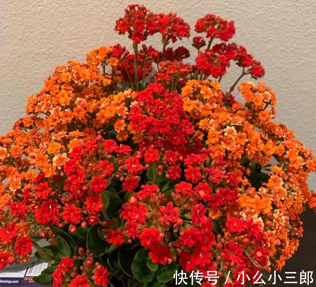 枝条|立秋后养长寿花，3步别落下，还能长成小花树，繁花似锦爆棚惊人