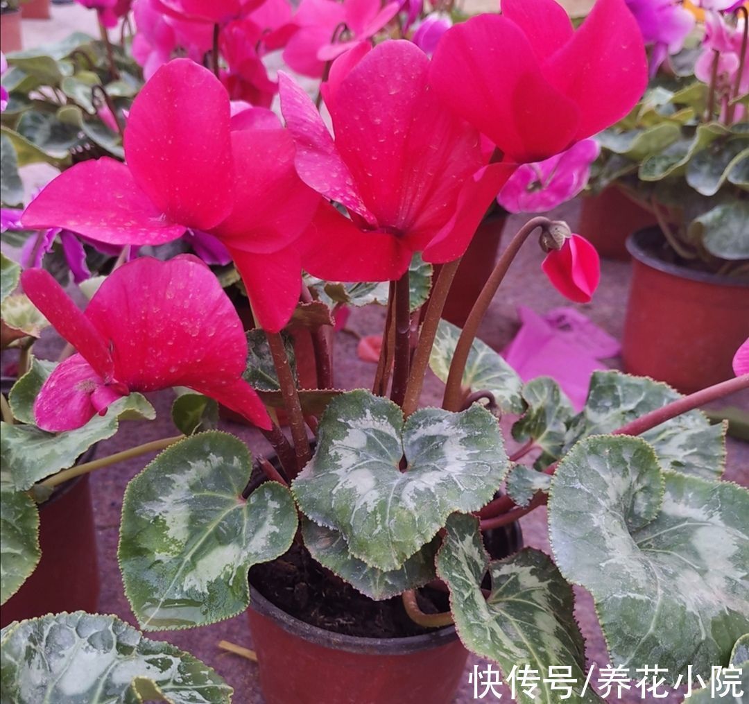 秋天养上2种“球根花”,春节期间就开放,花朵又鲜又美