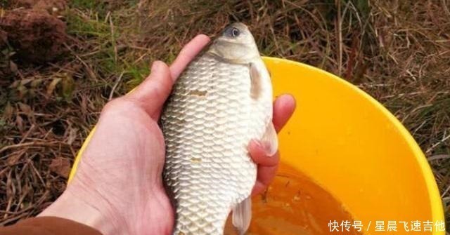 冬钓用饵,我从不加小药,试用这东西,简单又方便,大板鲫特爱吃