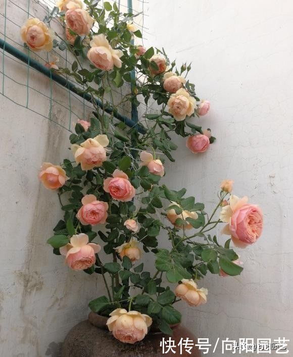 “鱼肠”喂月季，担心有苍蝇，老鼠？埋得深一点，丝毫不用担心