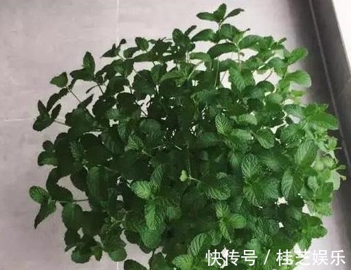 居家养花草,哪些植物好看又好养盆栽此5款,有些还能吃
