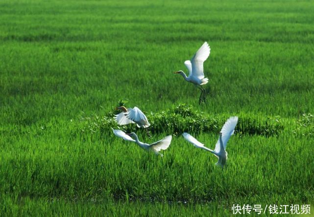 了不起！杭州发现3亿年前活化石！规模之大，全国罕见