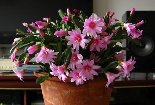 秋冬养蟹爪兰，牢记2个要点，花开满枝头，一茬接一茬！