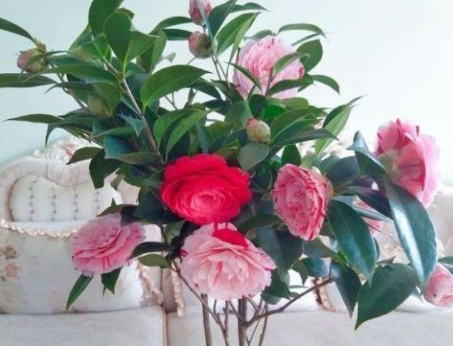 开花最香的4种花，家里养一盆，满屋飘香，比绿萝好养