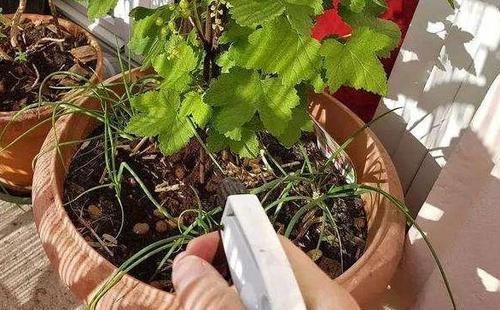 室内养花，频频招惹“蚧壳虫”，该怎么解决？消灭干净？