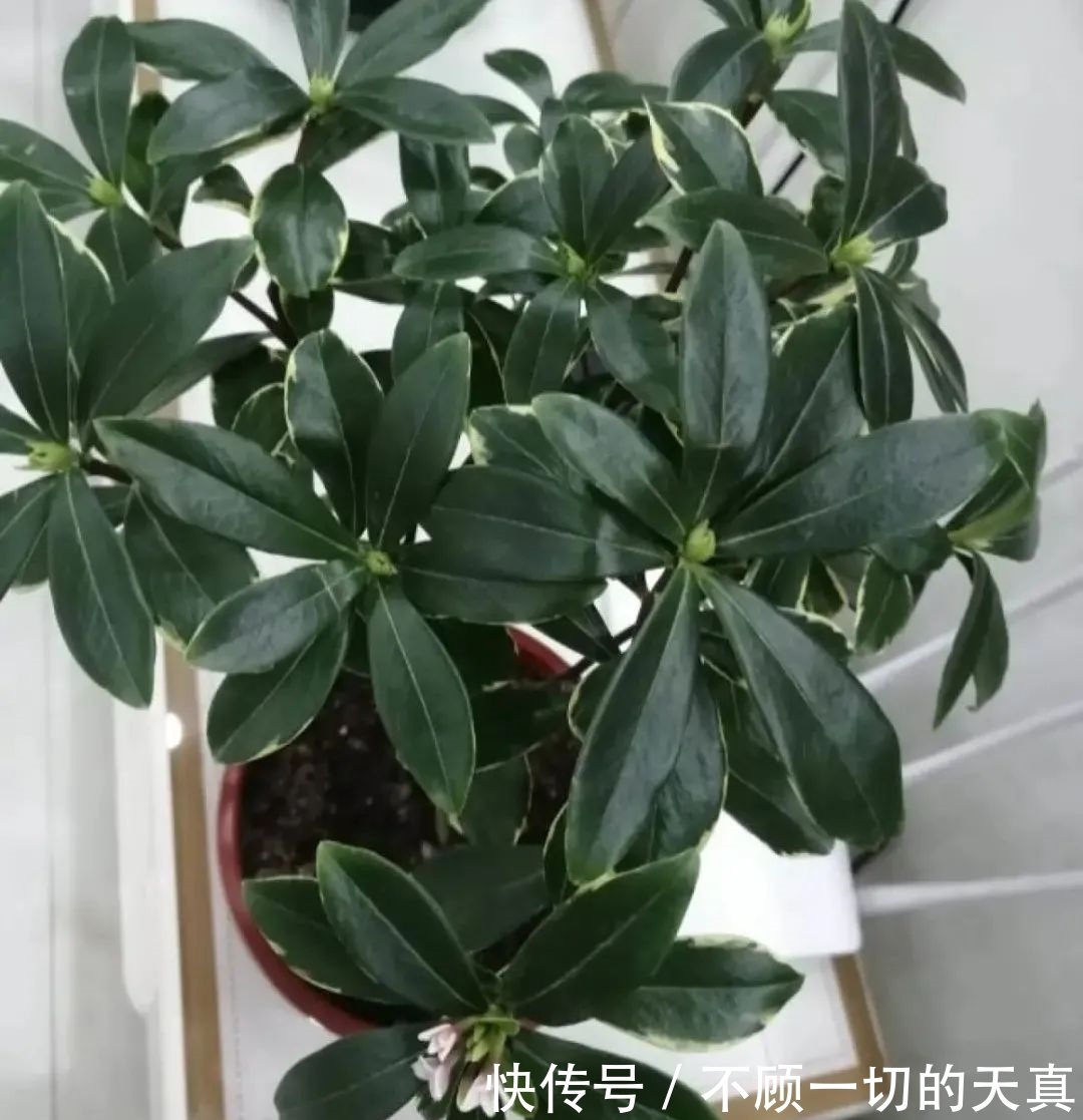 15种常见花,冬天浇水有讲究,小心越浇花越死