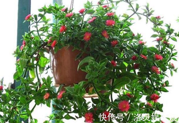 鸡蛋全身是宝将它们分开用作养花,可让盆栽枝繁叶茂、多开花