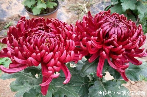 春天种下几株菊花,秋天才能怡然自得地赏花,喜欢菊花的赶紧种!