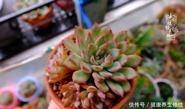 冬季,属于多肉的季节!养多肉的你喜欢冬天吗!