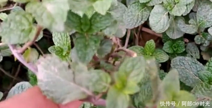 红色根茎的这野草,人称“夜息香”有极高的经济价值,或许你吃过