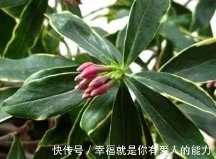 乙醇酸氧化酶|把这碗“营养液”倒在了花盆里,疯狂开花不招虫,还能冶黄叶!