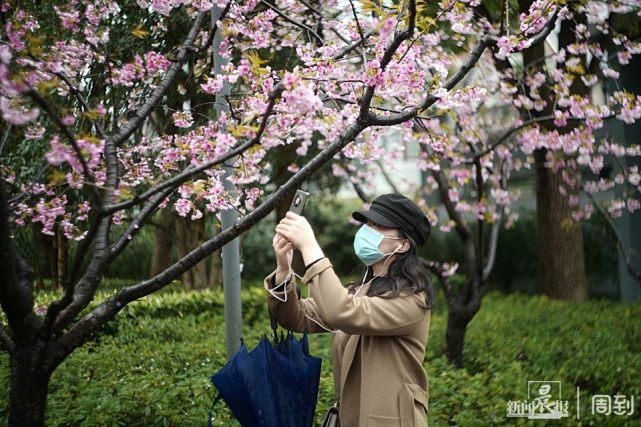 雨打樱花，花衬雨，雨中樱花别样美！内附保姆级拍花攻略