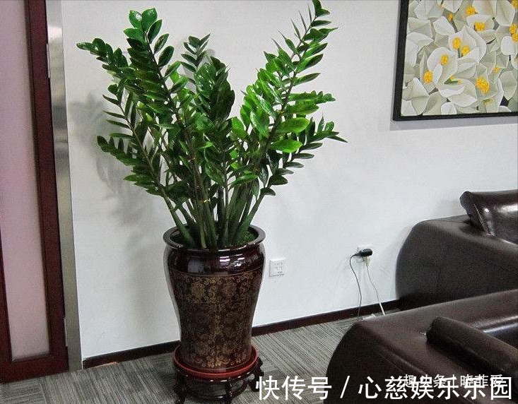 客厅养花不宜多!12种“吉祥花”任选一种,寓意好“养人”还旺家