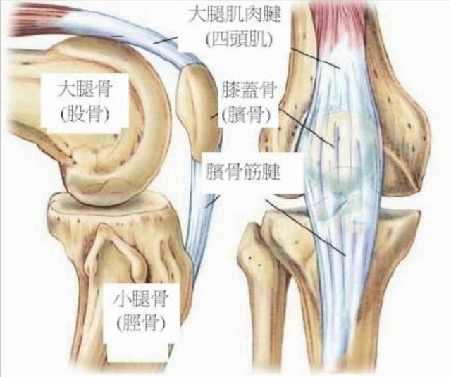 膝关节|膝关节很奇怪,上下楼梯,蹲起蹲起就疼,走平路不疼,咋回事