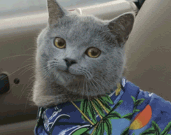 中毒|警惕！已有多人中毒！急诊科医生：这种发苦的家常菜不能吃！严重可致命