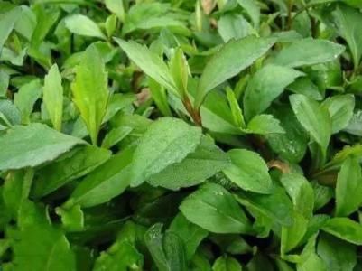 草药|农村路边的红梗菜,是野菜也是草药,此吃法能清热解毒,健胃消食