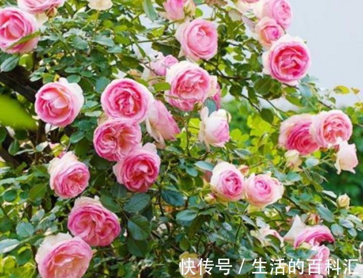 观赏价值|盘点8款经典的藤本月季,长势旺盛开花美,养一株开出花瀑布