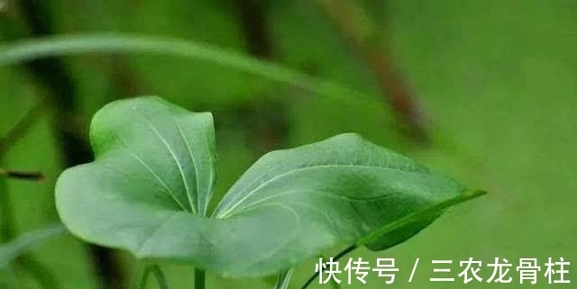 野菜|农村一种野菜,喜欢生长在水边,好吃而且能当药材,一斤卖20块