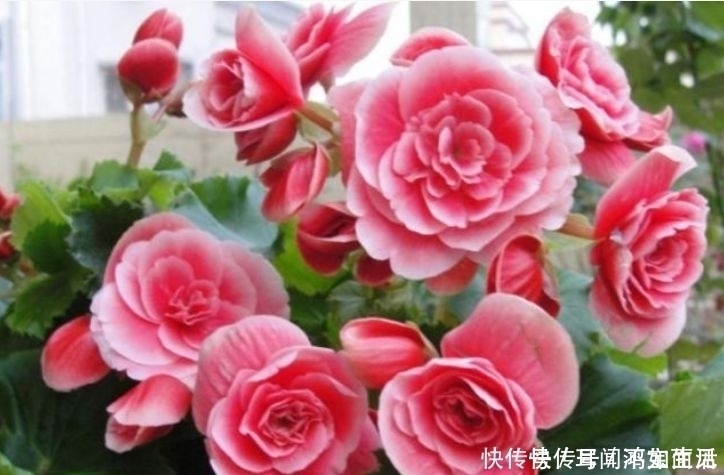阳台上|养花试试此几款,花开繁盛,花朵大花期长