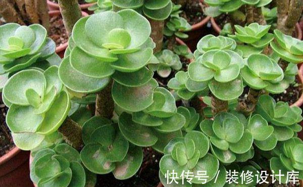 湿润|养花试试这几款,叶片很小,生长速度很快,非常迷你