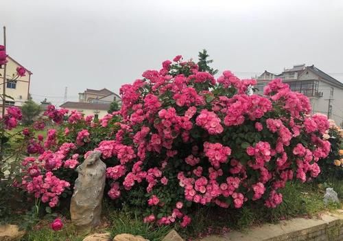 想拥有一面花墙吗？养棵“安吉拉”吧，春夏秋三季开爆，又美又香