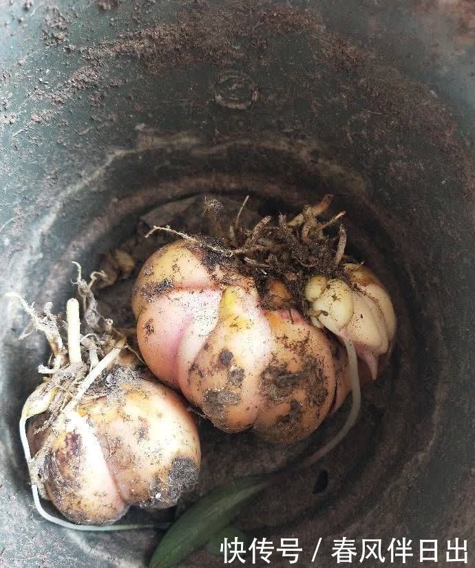 春天怎么养百合花？记住几点没错，枝叶茂盛，花朵又大又多