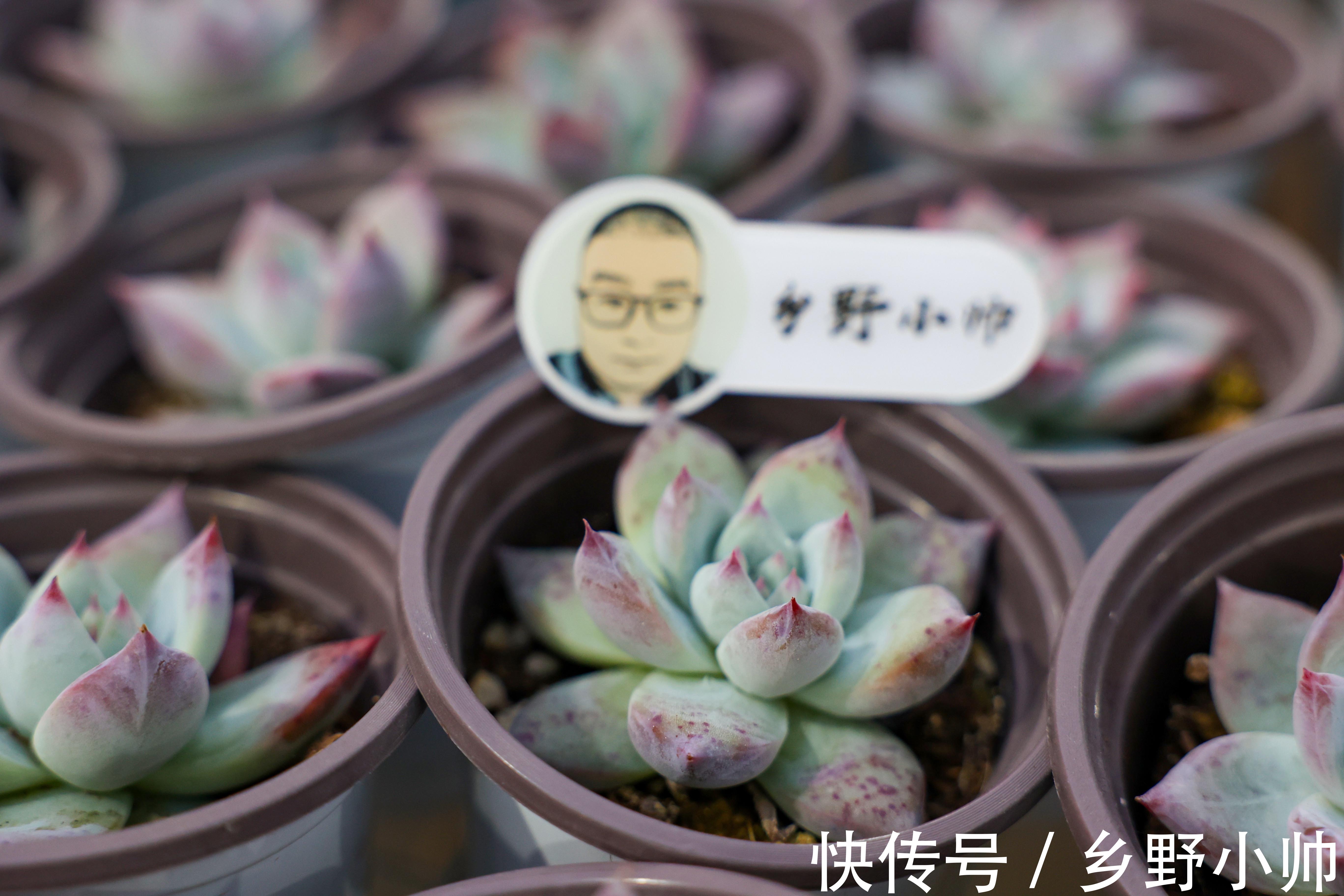 秋季不断更,小帅介绍两款高颜值多肉,惊喜多多