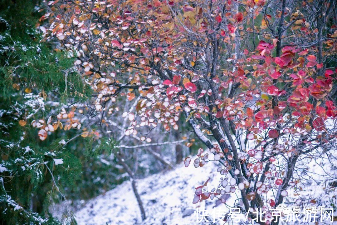 云赏雪|昌平初雪美景回放！雪缀红叶、红墙白雪…这也太美了吧