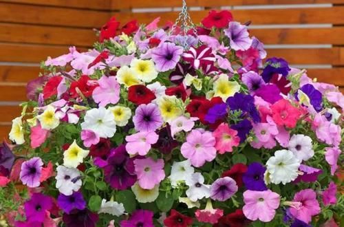 4种花,种起来太省心了,开花就是一片,轻松开成花园