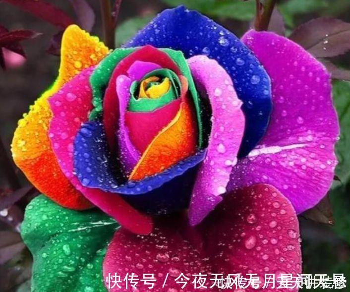 花量|超好养的几种花，花量超大的，一开就是200多天