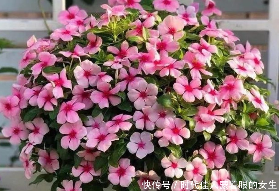 漂亮又好养的“4种花”，越养越旺，花开不断，花色鲜艳容易爆盆