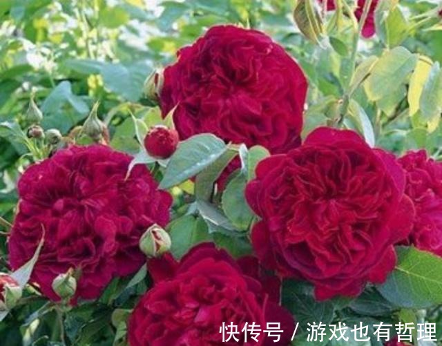 花朵|30个浓香月季品种，你喜欢哪一种养一棵满院飘香！