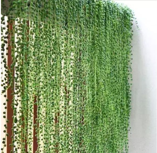 养护|庭院选这几款花,沾土就能活,开花就爆盆,不易生病好养护