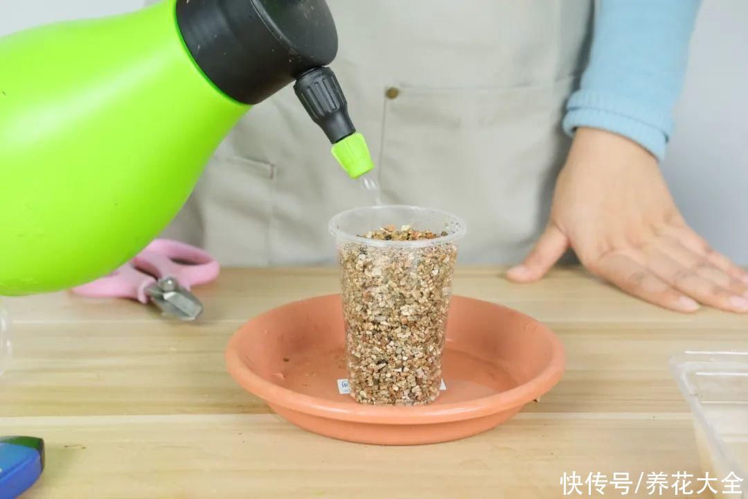 11种常见花，现在扦插，成活率特高