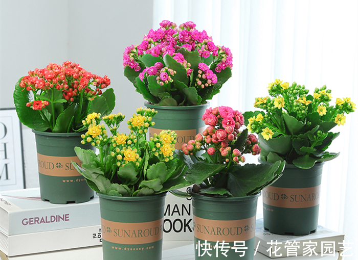 这五种花一定要“穷养”,不要浇太多水,养不活都是因为手太勤