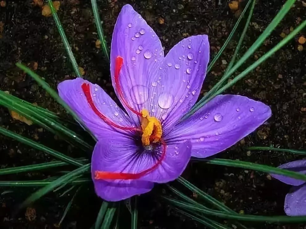 名贵植物排行,令人大开眼界!