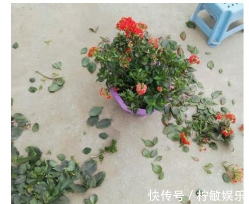 长寿花取头重新插,修剪时拿出“后娘”的精神,准错不了的