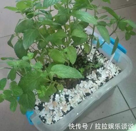 鸡蛋壳|用过的蛋壳能养花错了，难怪花越开越少，专家告诉你原因