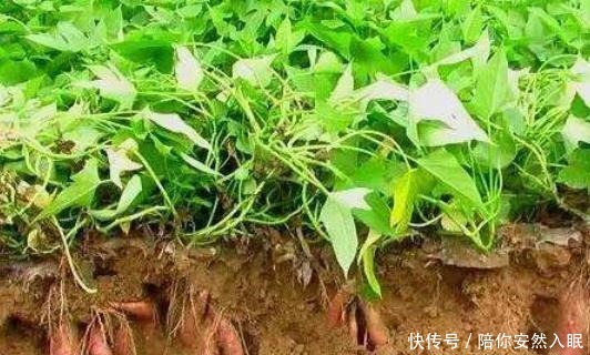 番薯|他冒死从国外偷回一根藤,让中国人口多了3亿,至今被人们纪念