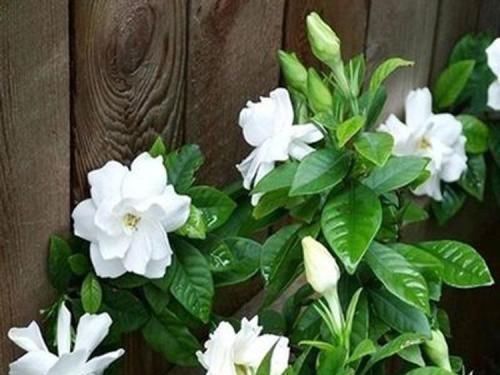 栀子花|这种酸性水,半月给花喝一勺,之子、茉莉开不停,香味瓢满屋