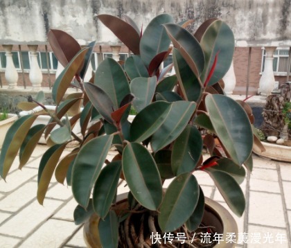 盆土碱性大教你“1招”，轻松调节酸碱度，养任何花都事半功倍