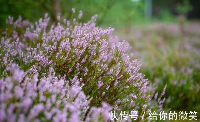 锦鲤|11月下旬，财运旺盛，锦鲤附身，天降横财的3大星座