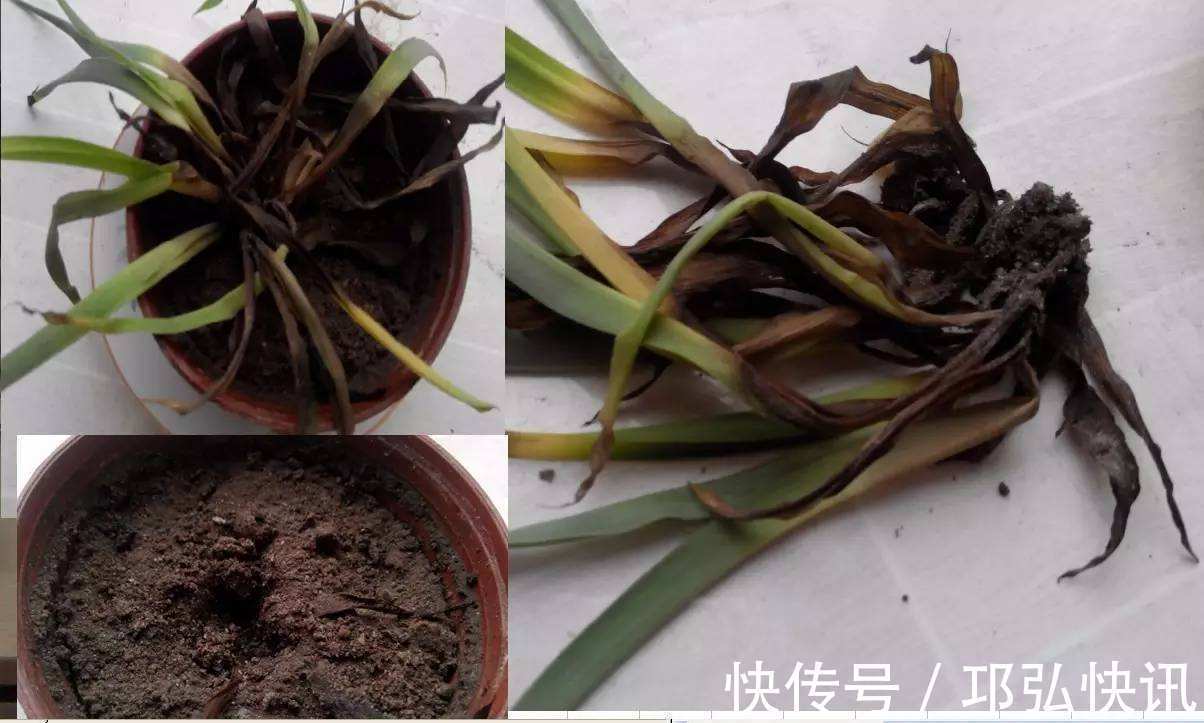 出现4种情况，植物离烂根不远了，及时处理