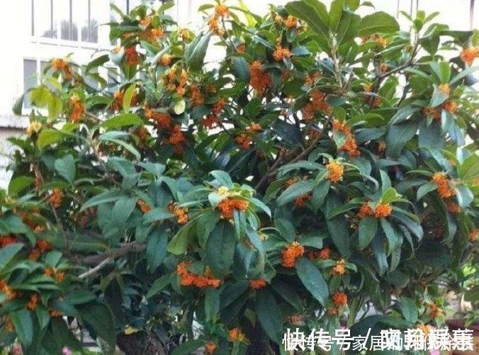 杜鹃花|4种花是花中劳模,一年四季开花不断,满屋飘香,香水钱都省了