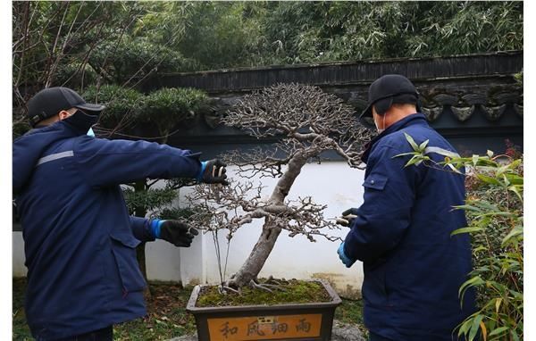 古猗开展盆景修剪 提升园容园貌意境