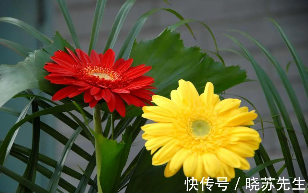 空气|冬季室内通风不好,就养3种养人花,个个都是清新空气小能手