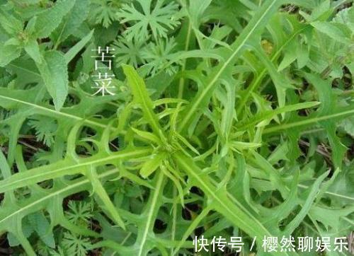 苦菜|农村一种野菜，抗癌能力堪比蒲公英，每天吃一点，癌细胞不敢扰