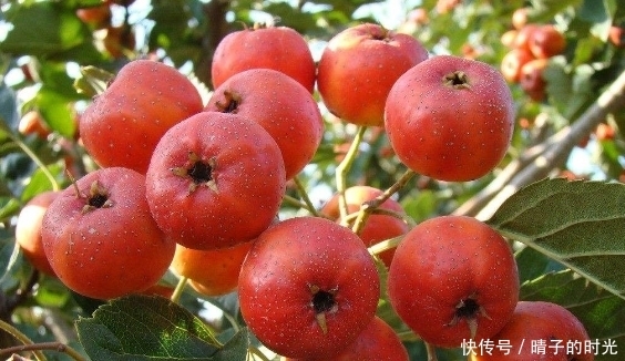 冬天常吃山楂好处多多,但不要与一物共食,有很多人还不清楚